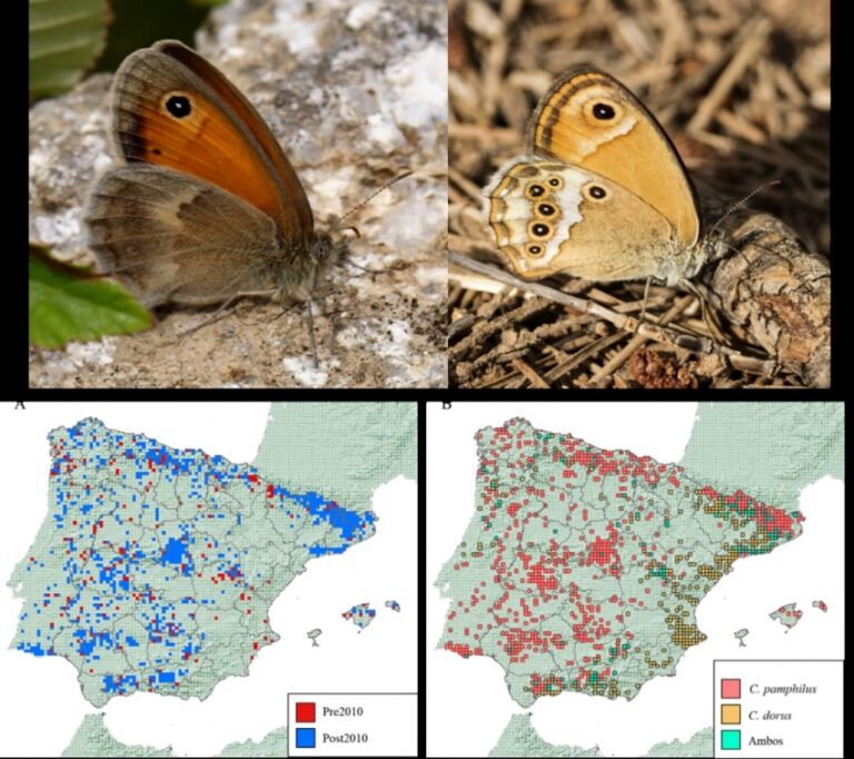 Las mariposas más comunes en el este