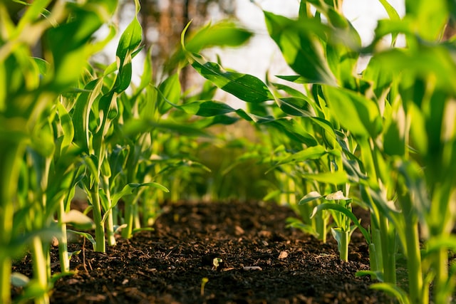 85% de los agricultores españoles cree en la tecnología para el éxito