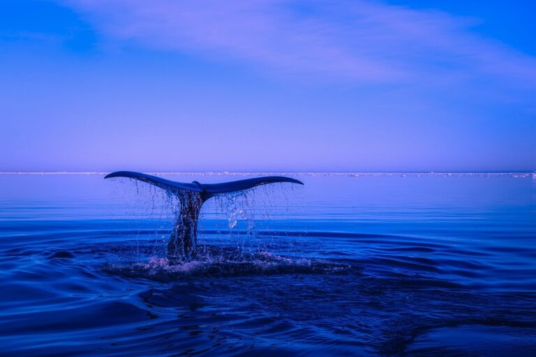 Siri Evjemo-Nysveen: «España es  un lugar perfecto para el avistamiento de ballenas»