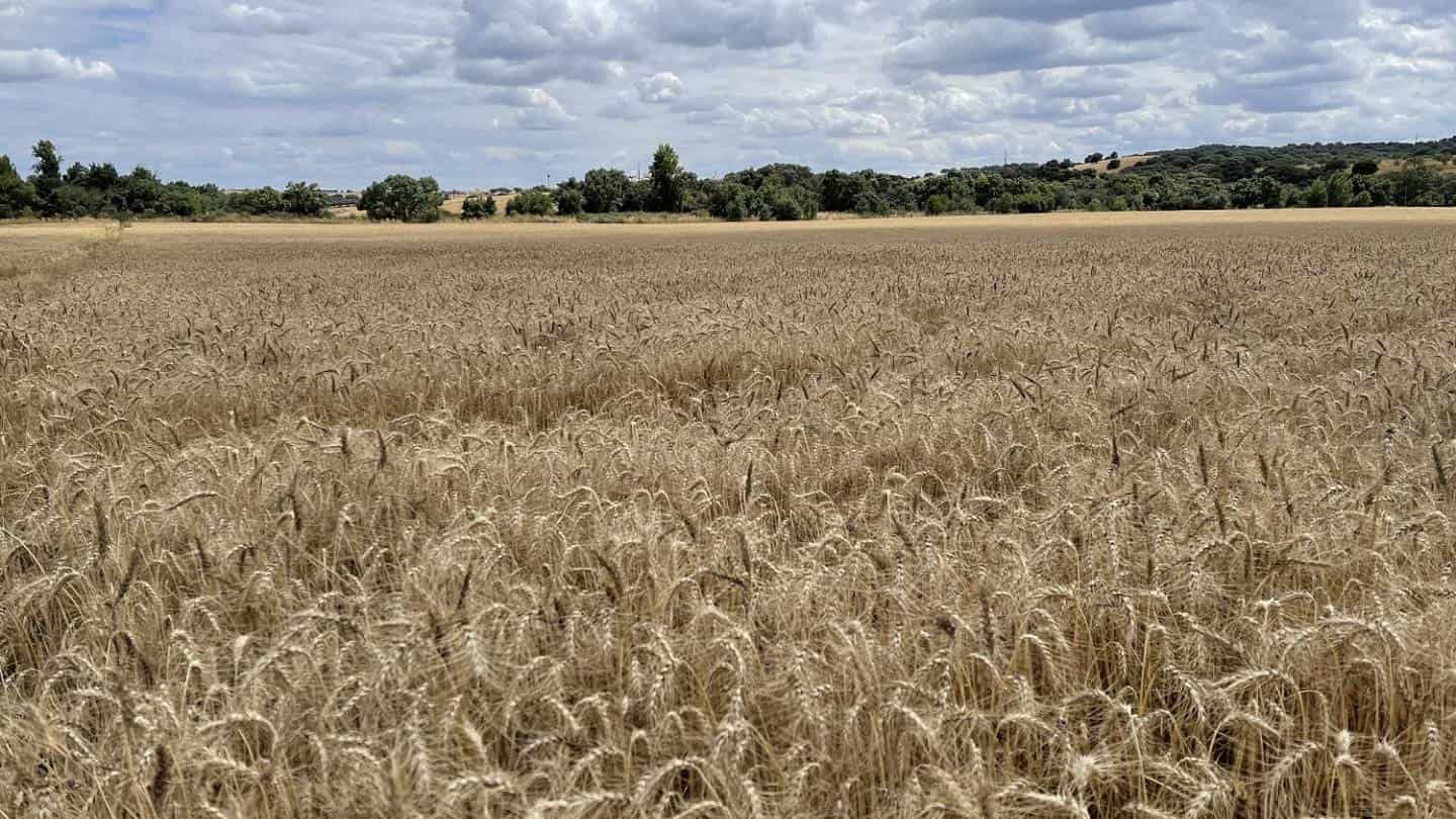 Nestlé impulsa la agricultura regenerativa entre sus proveedores de cereales en España