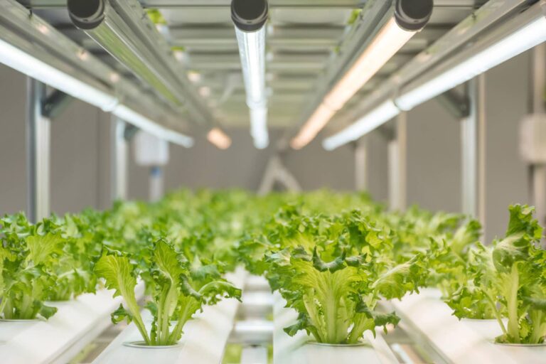 OnePointOne y Vertical Green Farming se unen para expandir la agricultura vertical