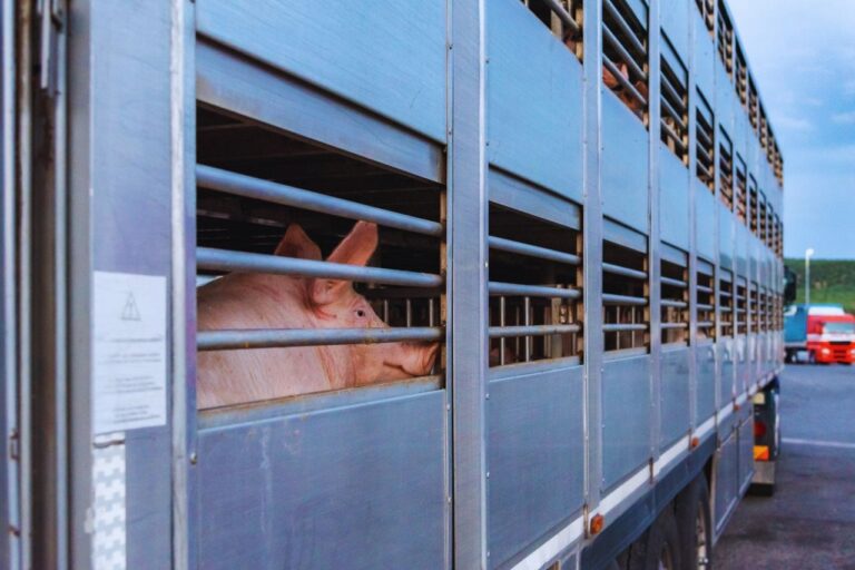 Desinfectando camiones ganaderos es garantía de productos alimentarios saludables