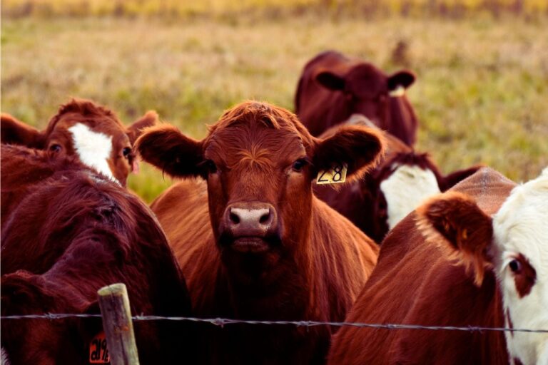 La importancia del veterinario para la salud ganadera